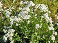 Achillea ptarmica The Pearl