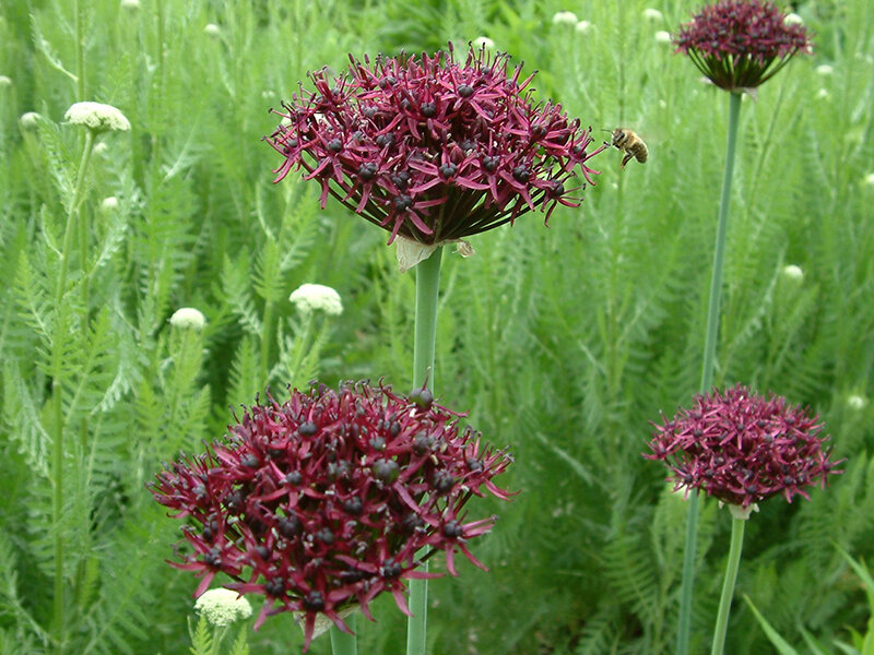 Allium atropurpureum (5 Stk.)