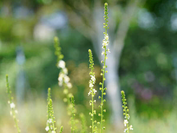 Agrimonia eupatoria var alba