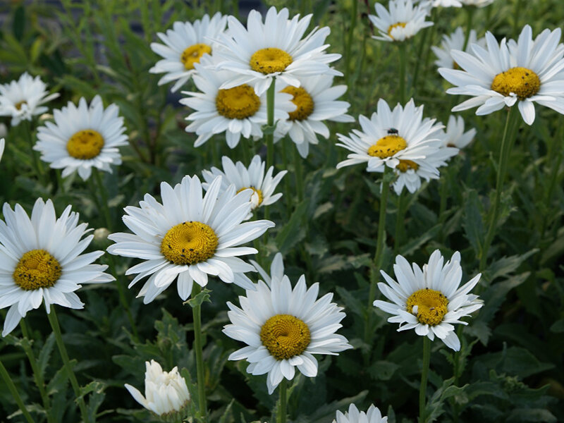 Leucanthemum x superbum Felia