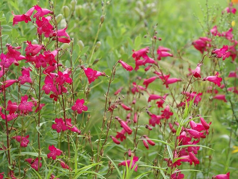 Penstemon hartwegii Paul Schönholzer (purpur)