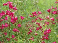 Penstemon hartwegii Paul Schönholzer (purpur)