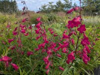 Penstemon hartwegii Paul Schönholzer (purpur)