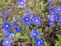 Veronica umbrosa Georgia Blue