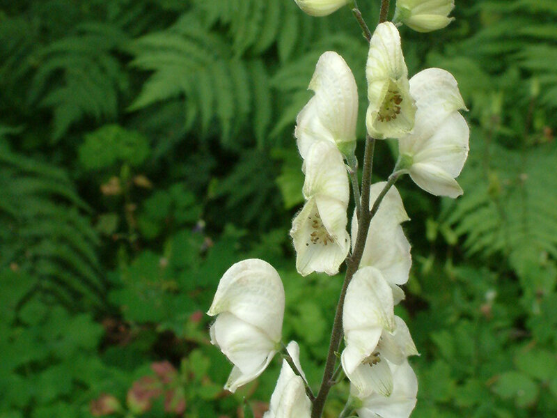 Aconitum napellus Album