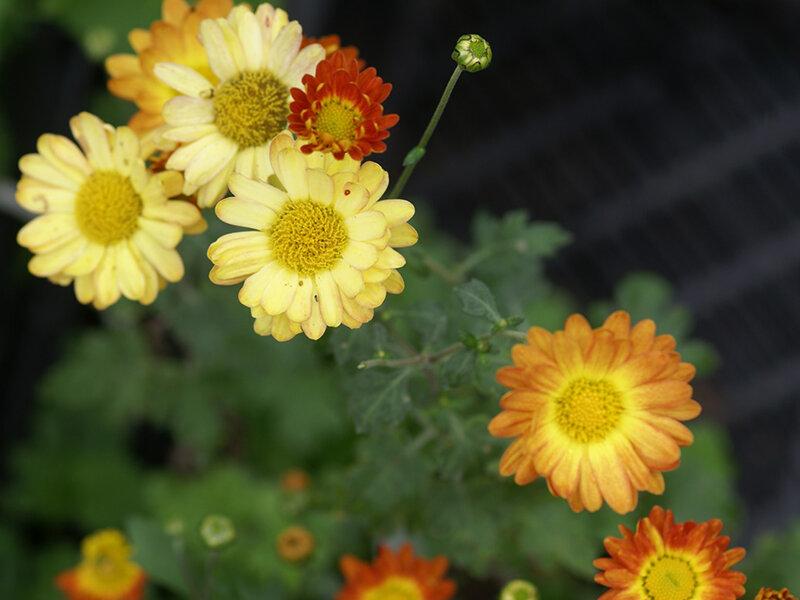 Chrysanthemum Dernier Soleil