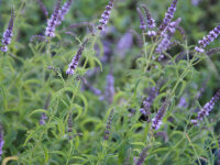 Mentha species Verveine