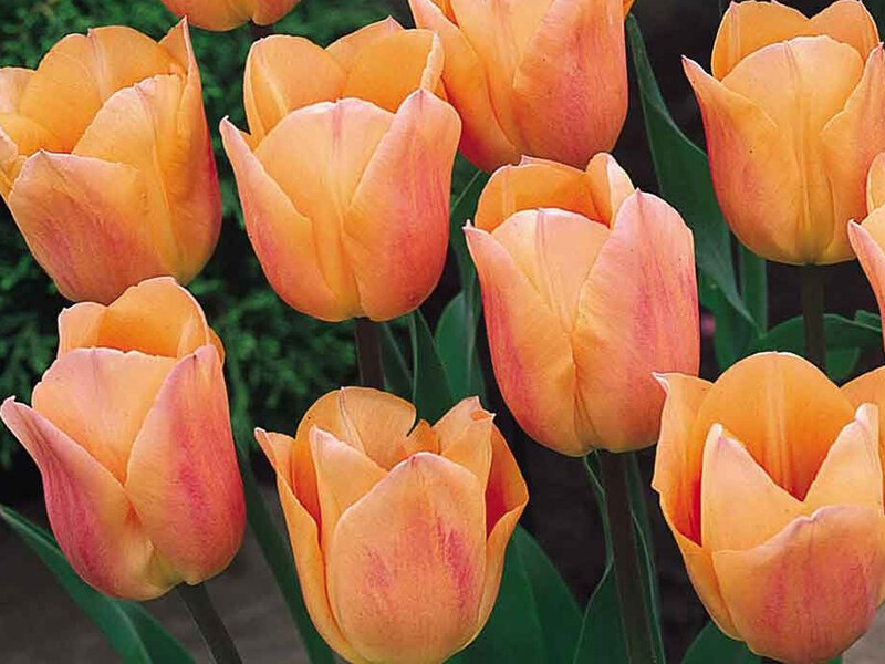 Tulipa Aprikot Beauty (5 Stk.)