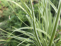 Carex oshimensis Everest
