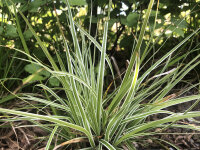 Carex oshimensis Everest