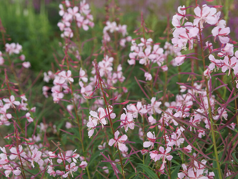 Epilobium angustifolium Stahlrose