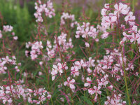 Epilobium angustifolium Stahlrose