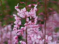 Epilobium angustifolium Stahlrose