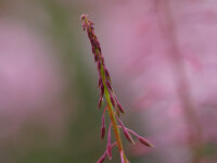 Epilobium angustifolium Stahlrose
