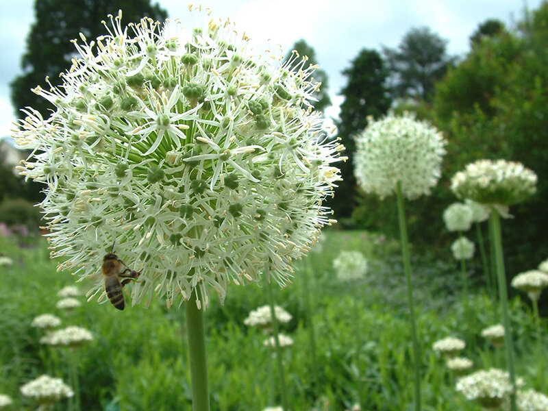 Allium stipitatum Mount Everest (1 Stk.)