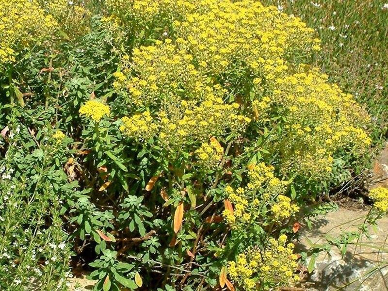 Alyssum markgrafii