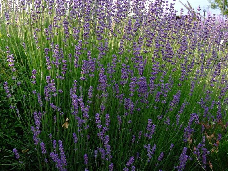 Lavandula angustifolia Siesta