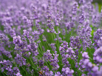 Lavandula angustifolia Siesta
