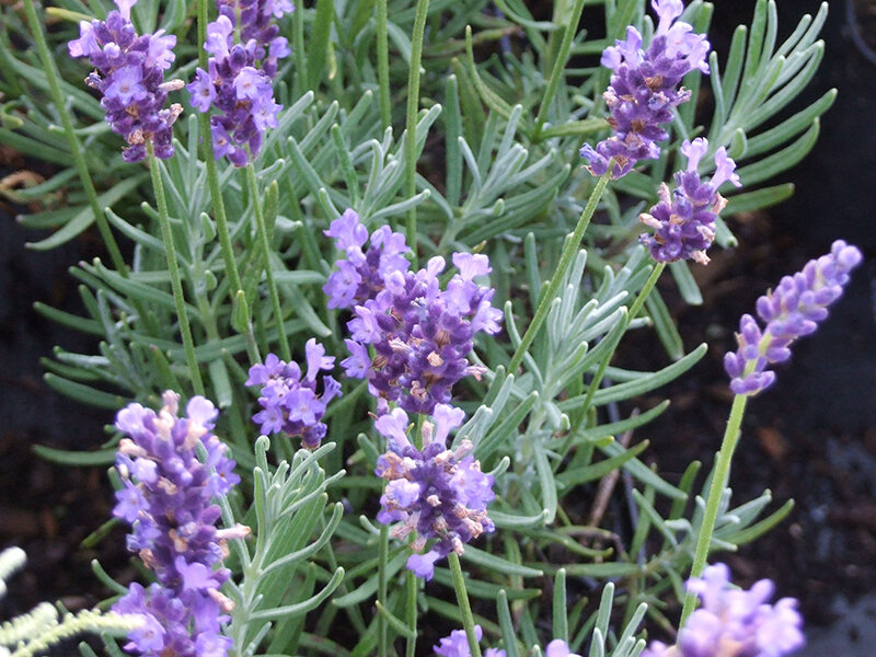 Lavandula angustifolia Peter Pan