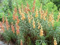 Digitalis obscura Sunset (ASpT)