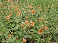 Sphaeralcea Childerley