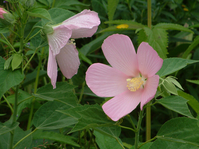 Hibiscus moscheutos (Wildform) P1