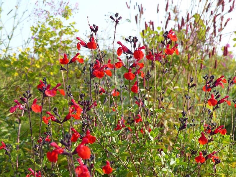 Salvia microphylla