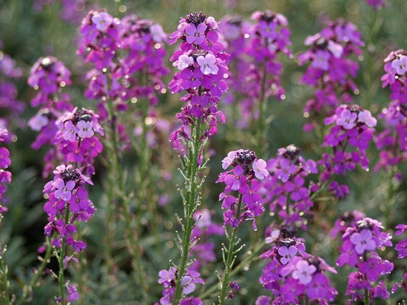 Erysimum Hybr. Bowles Mauve