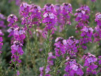Erysimum Hybr. Bowles Mauve