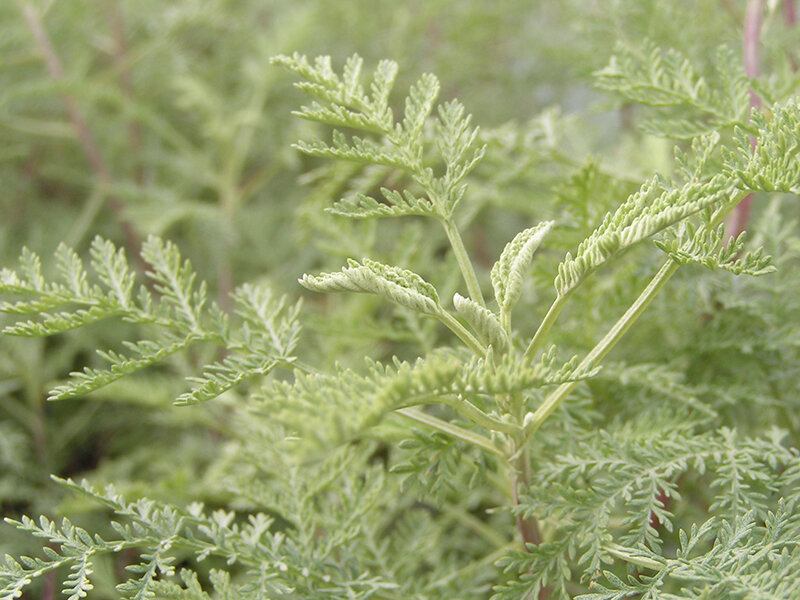 Artemisia abrotanum var. citrata