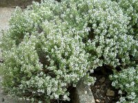 Thymus vulgaris Fleur Provencale