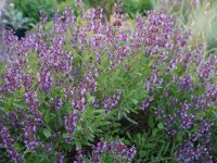 Salvia officinalis Extrakta (ASpT)
