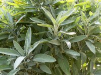 Salvia officinalis Extrakta (ASpT)