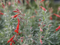 Zauschneria californica ssp. villosa Olbrichs Silver