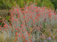 Zauschneria californica ssp. villosa Olbrichs Silver