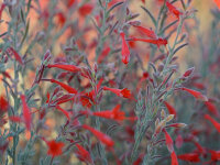Zauschneria californica ssp. villosa Olbrichs Silver