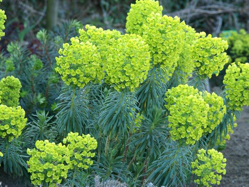Euphorbia characias subsp. wulfenii P1