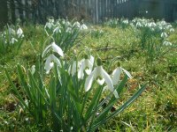 Galanthus nivalis (10 Stk.)
