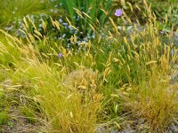 Anthoxanthum odoratum