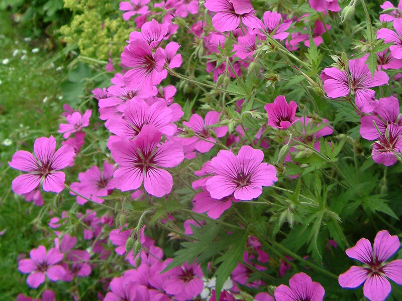 Geranium psilostemon