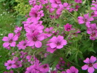 Geranium psilostemon