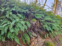 Polypodium vulgare