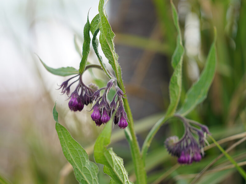 Symphytum officinale