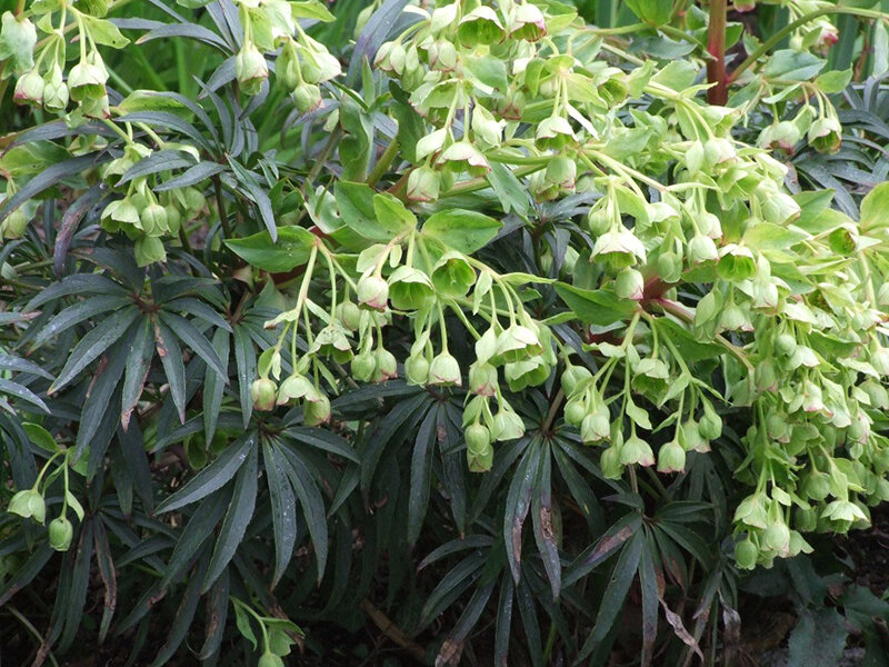 Helleborus foetidus