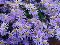 Aster ageratoides Eleven Purple®