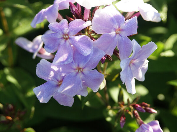 Phlox paniculata Franz Schubert P1