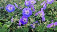 Geranium wallichianum Azure Rush