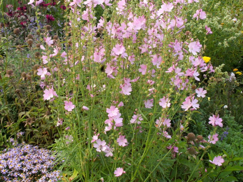 Sidalcea malviflora Elsie Heugh
