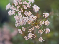 Angelica sylvestris Vicars Mead-Absaat