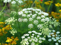 Peucedanum rablense